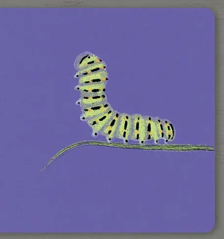 Insects. Collect the rainbow - фото 6