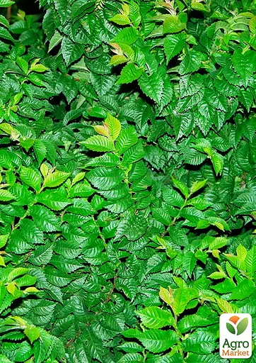 Вяз мал Жаклин Хиллер (подходит для формирования бонсай) высота 15-25см (187717) 1 саженец - фото 3