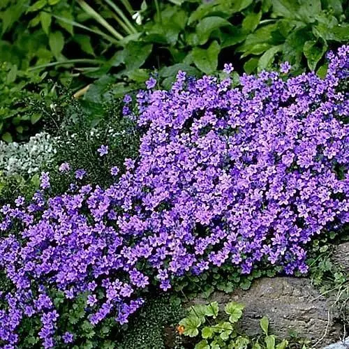 Компана Portenschlagiana "Catharina" (189519) 1 шт - фото 1