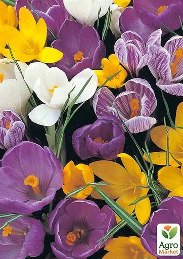 Крокус "Mix" (62159) 5 шт - фото 2