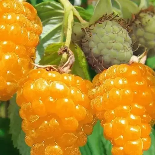 Малина Agro-Market "Зюгана Желтая" (ремонтантная, один из самых лучших и сладких сортов) 1-летний саженец (190230) 1 шт в упаковке - фото 1