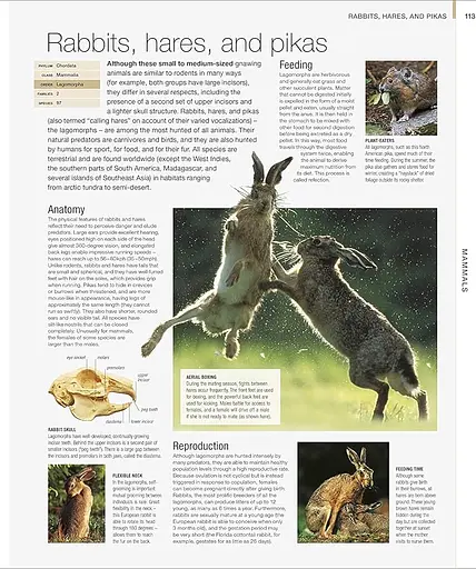 Animal. The Definitive Visual Guide - фото 3