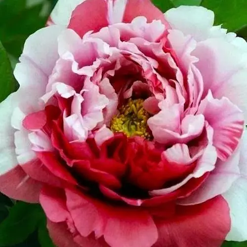 Пион древовидный Hua Er Qiao (Китай возраст 2 года) (190788) 1 шт Нидерланды - фото 1