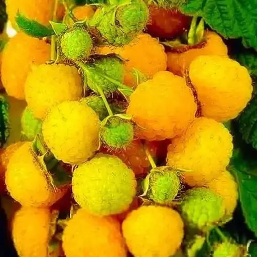 Малина Agro-Market "Ярославна" (ремонтантный сорт, средний срок созревания) 1-летний саженец (189522) 1 шт в упаковке - фото 1