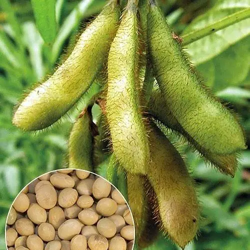 Соя ТМ "Весна"  30г (22322) - фото 1