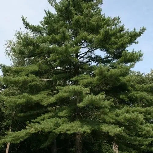 Сосна Веймутова Agro-Market 6-и летняя Рinus strobus С5 высота 80-100 см 187582 1 саженец в упаковке - фото 1