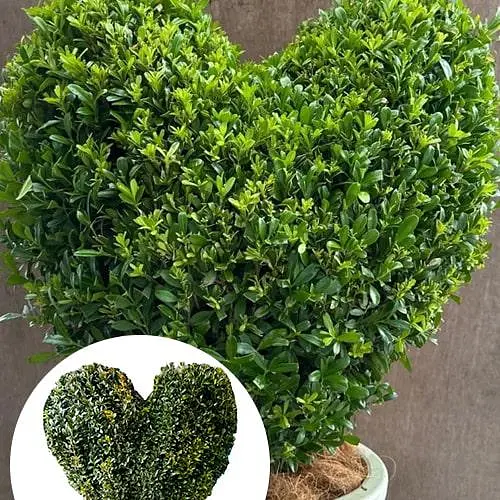 Самшит вечнозеленый формованный "Сердце" (189765) 1 саженец - фото 2