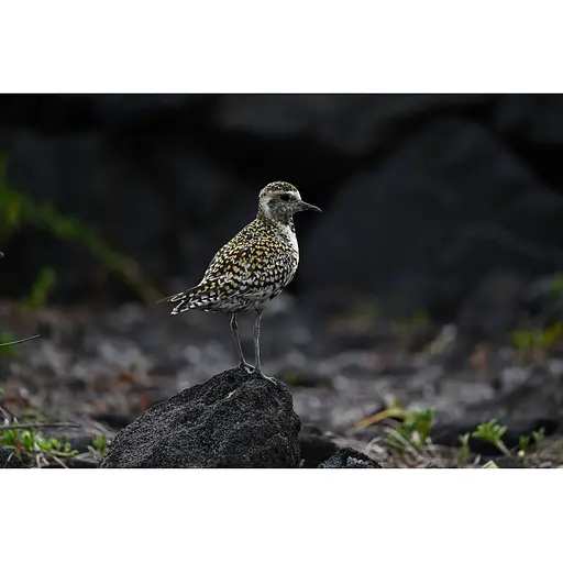 Об'єктив Nikon NIKKOR Z 400mm f/4.5 VR S (JMA503DA) [149058] - фото 8