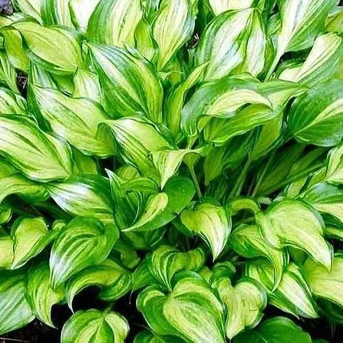 Хоста "Fortunei Albopicta" (23444) (Корневище) 1 саженец - фото 1