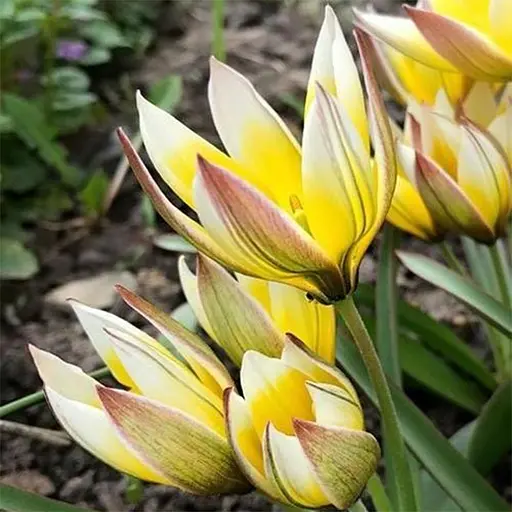 Тюльпан Tarda розмір 7/8 в упаковці 5 шт. (16901) - фото 1