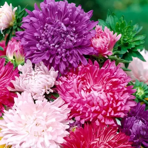 Насіння Айстра Насіння України Хризантемовидна суміш (773300) - фото 3