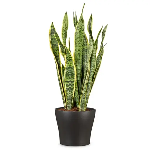 Кашпо для цветов Scheurich 808 керамика 19 см антрацит (4002477336503) - фото 2