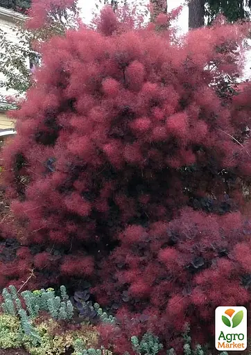 Скумпия 2-х летняя "Purpureus" С3 высота 30-40см (189712) 1 саженец - фото 2