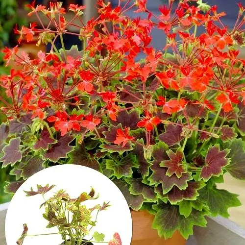 Пеларгония пестролистная "Toscana Choсolate" (185486) 1 саженец - фото 4