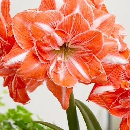 Гиппеаструм махровый "Sunshine Nymph" (Амариллис) (183898) 1 шт - фото 1