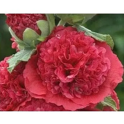 Мальва махрова Червона Весна 0.2г (16322) - фото 1