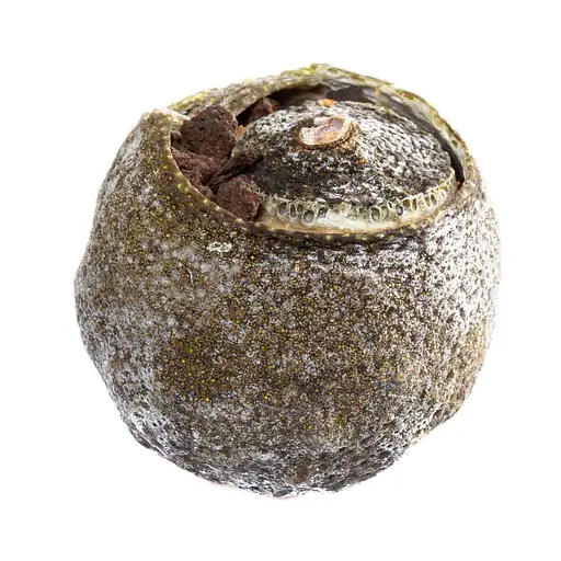 Лао Ча Тоу Шу Пуэр в мандарине 2018 г. - 1 шт. - фото 3