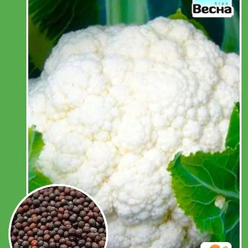 Капуста цветная "Ранний урожай" ТМ "Весна" 0.3г (19084) - фото 1