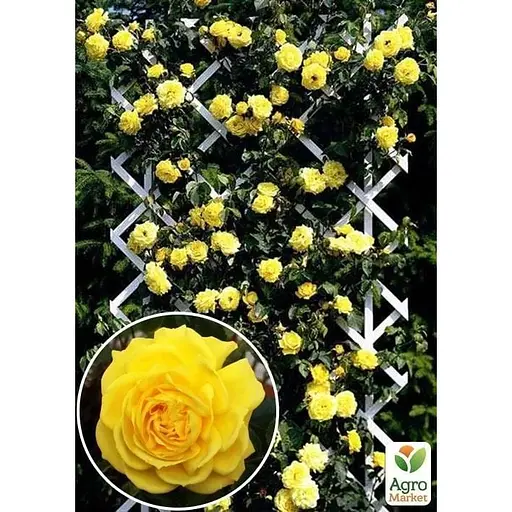 Саджанець Agro-Market Троянда плетиста Lucia (клас АА +) вищий сорт (17463) 1 шт. - фото 2