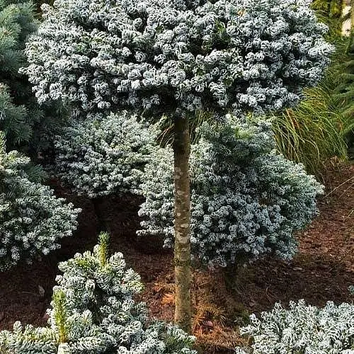 Ялиця корейська Agro-Market на штамбі Icebreaker С1.5 висота 15-25см 186456 1 саджанець в упаковці - фото 1