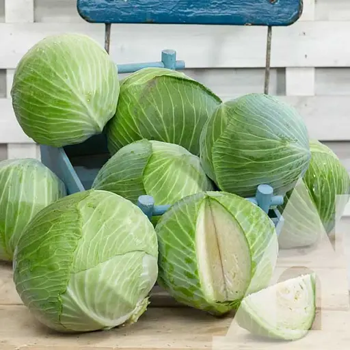 Капуста білоголова Садиба Професор F1, 20 шт.