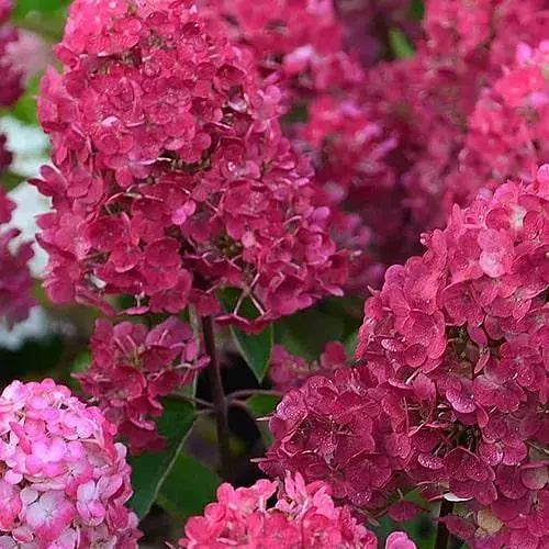 Гортензія волотиста 2-річна "Фрамбозин Ренсам" висота 20-40см (186582) 1 саженец - фото 1