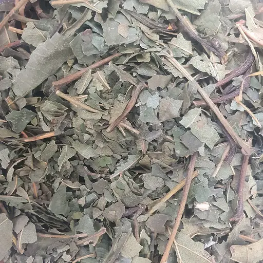 100 г вільха чорна лист сушений - свіжий урожай