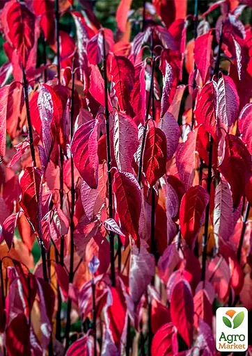 Дерен 5-річний білий "Kesselringii" С5 висота 60-80см (187473) 1 саженец - фото 2