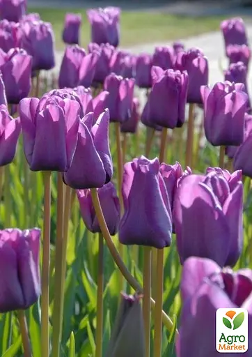 Тюльпан "Blue Beauty" (186298) 2 шт - фото 2