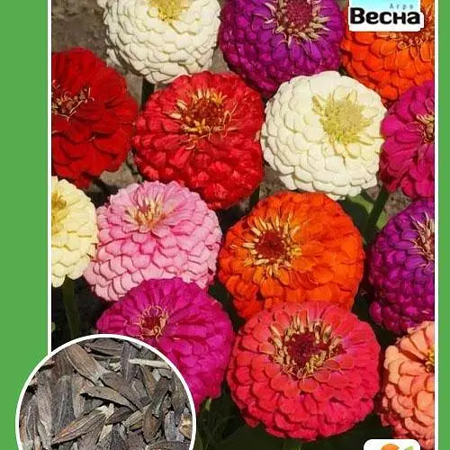 Циния "Лилипут смесь" Весна 0.4г (11660) - фото 2