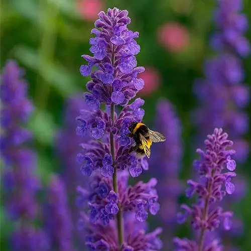 Котовник "Six Hills Giant" (Кошачья мята, непета) (187777) 1 саженец в упаковке - фото 1