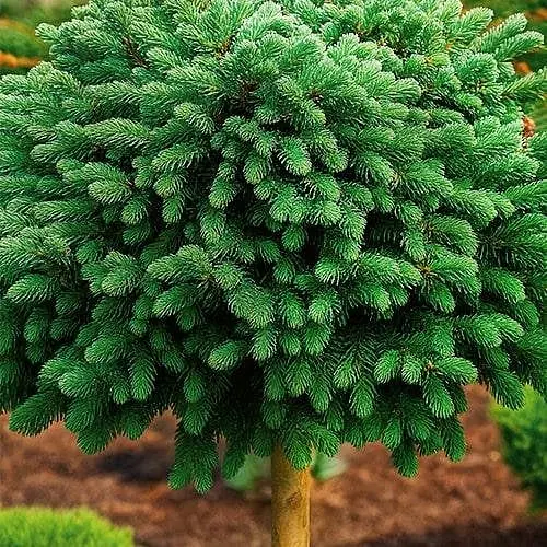 Ялина канадська Agro-Market на штамбі Echiniformis С7.5 висота 40-50см діаметр крони 15-20 см 188126 1 саджанець в упаковці - фото 1