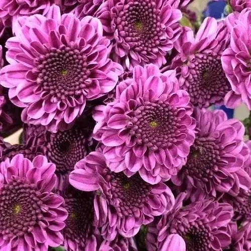 Хризантема мультифлора "Petit Purple" (51697) 1 саженец - фото 1