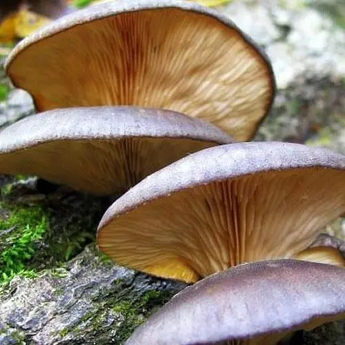 Сухий зерновий міцелій "Глива осіння" 100г (45557) - фото 1