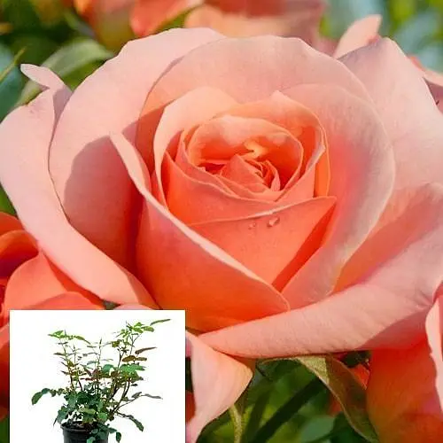 Роза в контейнере флорибунда "Aprikola" (саженец класса АА+) (180852) 1 саженец - фото 2