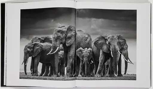 David Yarrow: The Collection - фото 3