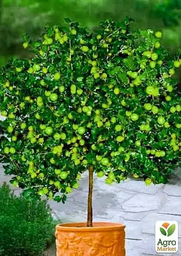 Агрус на штамбі Agro-Market "Інвікта" (Invicta) (середнього терміну дозрівання, великоплідний сорт) (35953) 1 саджанець в упаковці - фото 4