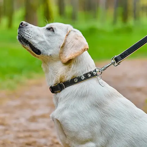 Ошейник для собак Waudog Soft с QR паспортом кожаный с шипами Ш 35 мм, Д 46-60 см черный - фото 4