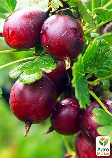 Штамбовий аґрус Agro-Market "Високий Замок" (середній термін дозрівання) (45315) 1 саджанець в упаковці - фото 2