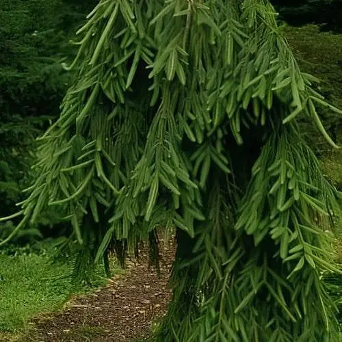 Ель обыкновенная Agro-Market Frohburg С7.5 высота 80-90 см 188127 1 саженец в упаковке - фото 1