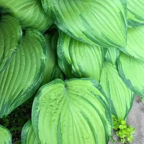 Хоста "Midwest Magic" (61624) (Корневище) 1 саженец - фото 1