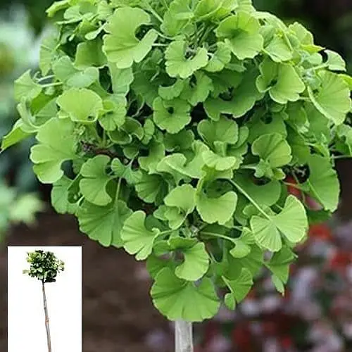 Гінкго Білоба Agro-Market на штамбі Дволопатевий висота 70-90 см 63067 1 саджанець в упаковці - фото 1