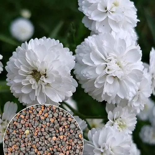 Гипсофила белая Весна 2г (13286) - фото 4