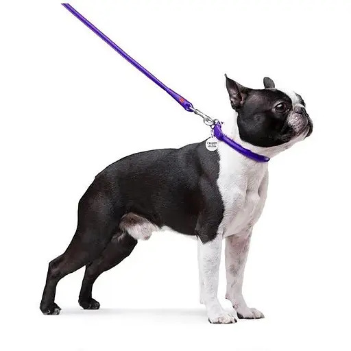 Повідець для собак Waudog Glamour шкіряний круглий, фіолетовий - фото 3