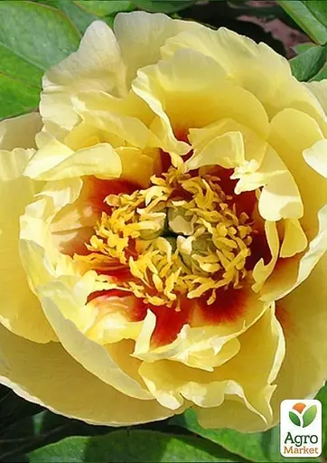 Пион ИТО "Prairie Charm" (49761) (Корневище) 1 шт - фото 2