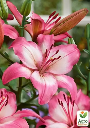 Лілія "Levi" (176126) 1 шт - фото 2