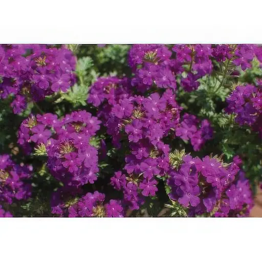 Насіння Вербена Насіння України Ампельна Лілово-блакитна 0.1 г - фото 2