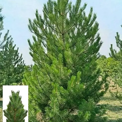 Сосна чорна Agro-Market Nigra жива сосна в горщику висота 150-160см 174988 1 шт. в упаковці - фото 1