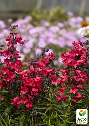 Пенстемон "Harlequin Red" (186457) 1 саженец - фото 2