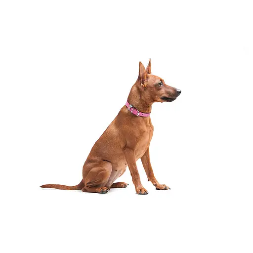 Нашийник для собак шкіряний Waudog Classic Ш 12 мм Д 21-29 см рожевий - фото 6